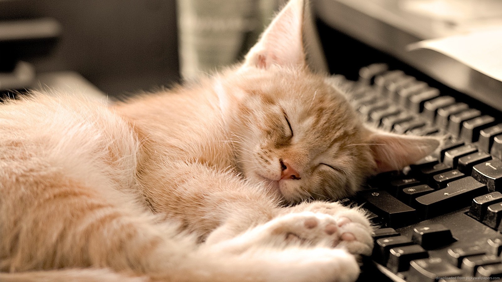 cat napping on a keyboard