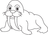 walrus marine life black white outline