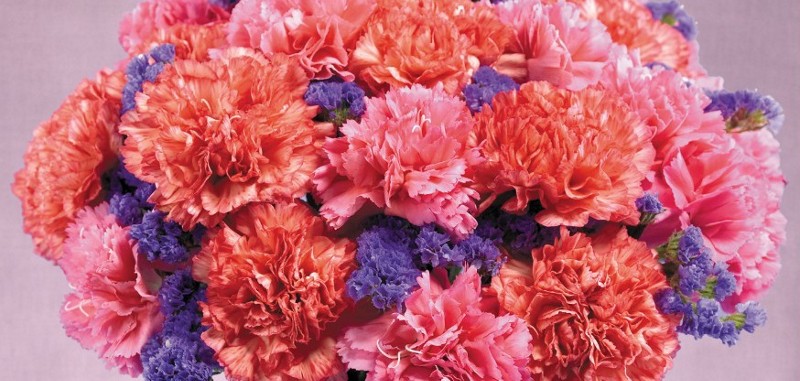 carnations mday blog120823