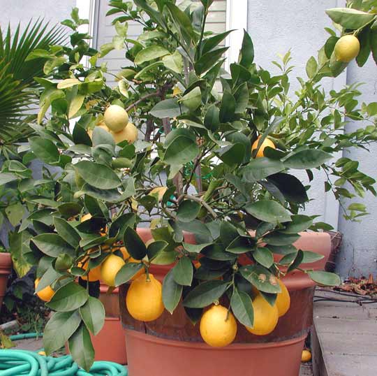 tempistiche per crescita per piante di limoni