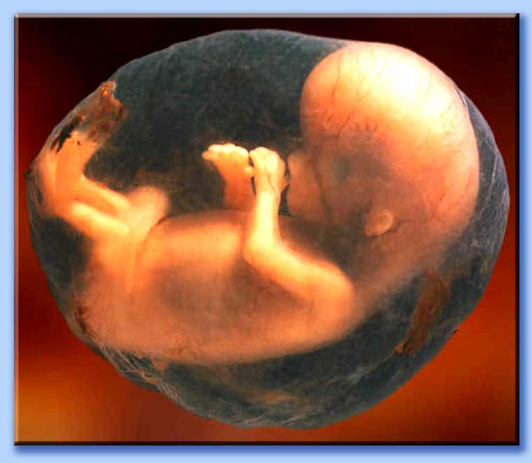 Lunghezza del feto 15° Settimana di gravidanza