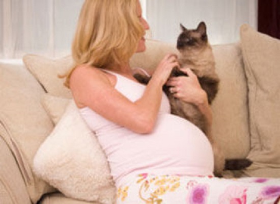 probabilità di prendere la Toxoplasmosi in gravidanza dal gatto
