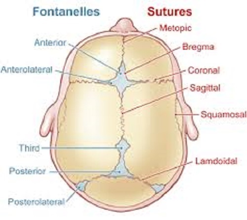 cosa sono le fontanelle di un lattante