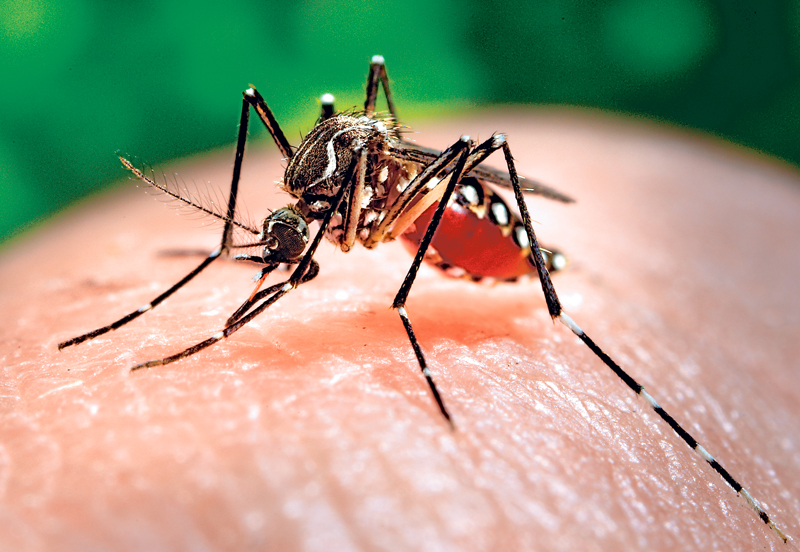 Quali sono pericoli virus Zika