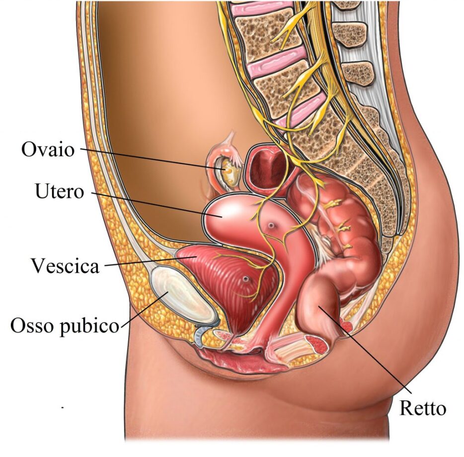 Utero anatomia