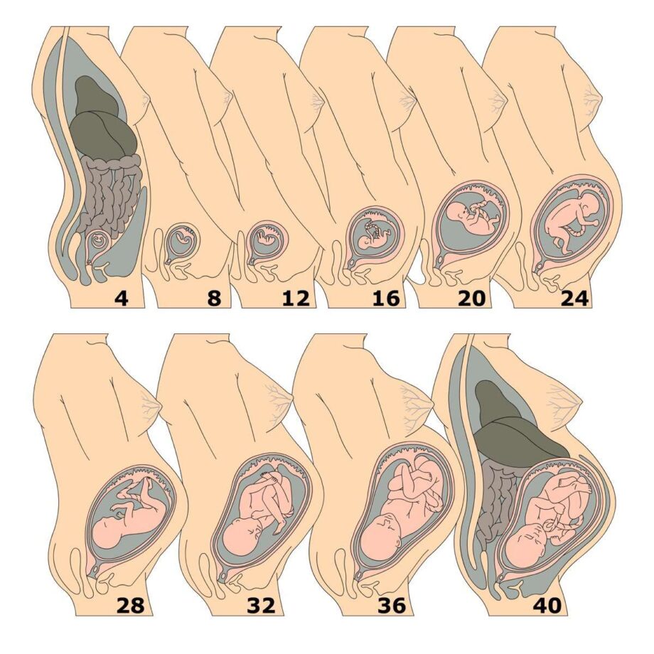 Utero in gravidanza