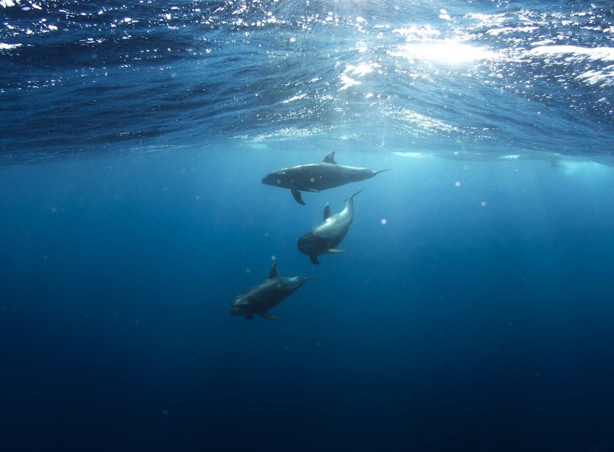 Acquario di Genova: dormire con i delfini