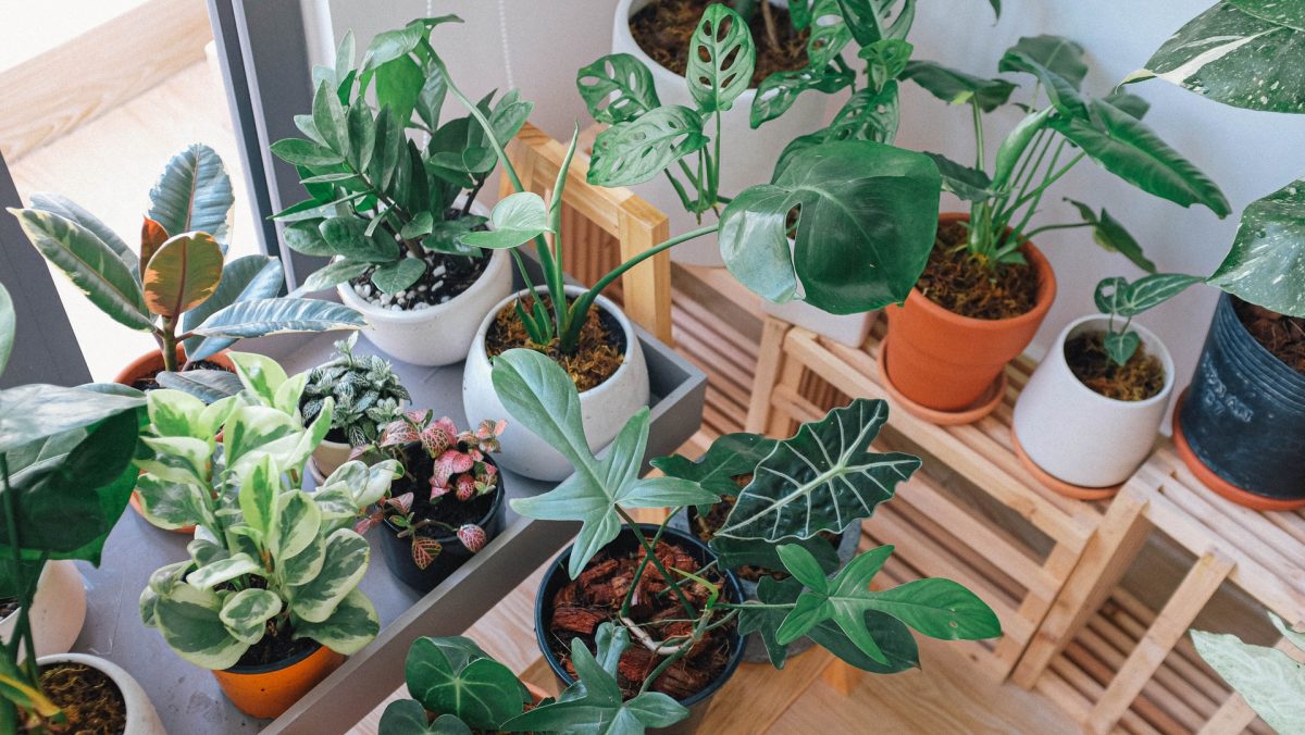 piante d'appartamento da evitare