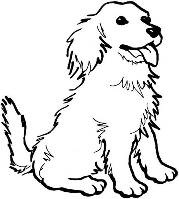 disegni da colorare cani golden