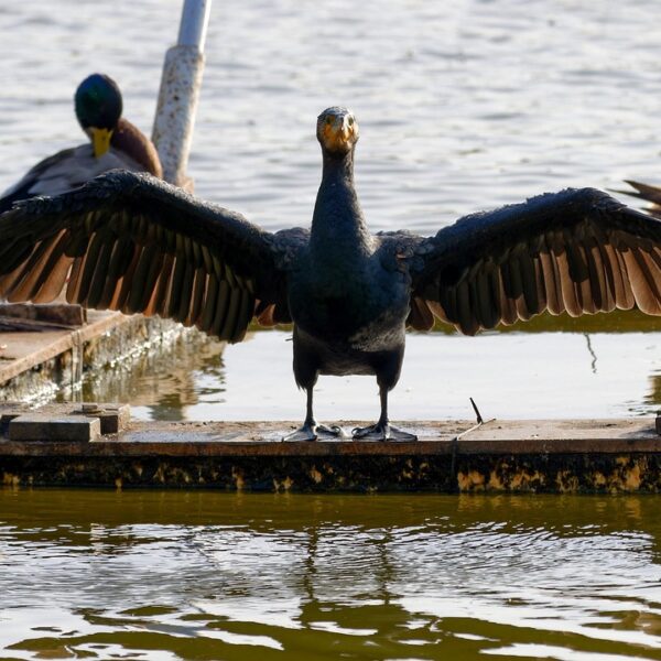 Influenza aviaria: quello che bisogna sapere