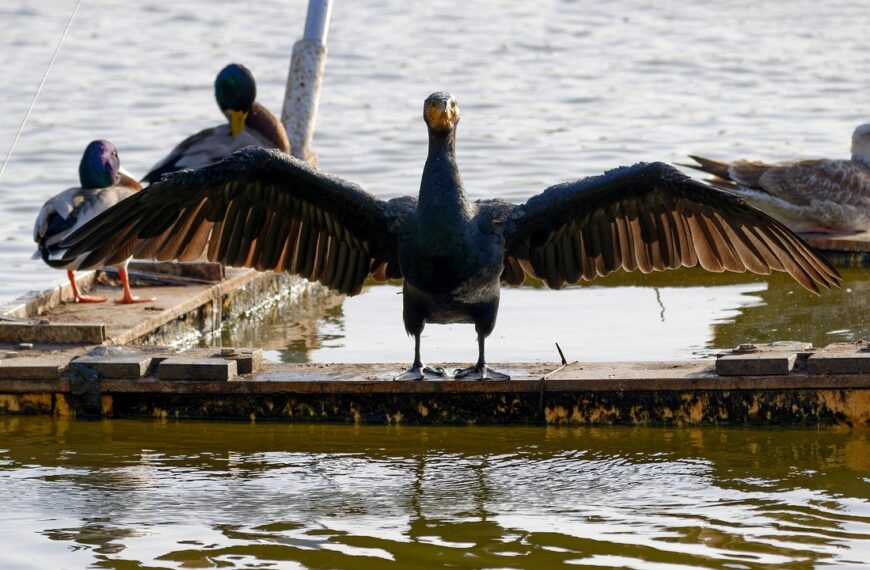 Influenza aviaria: quello che bisogna sapere